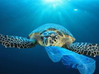 Caretta carettaların sindirim sisteminde yüzde 60 plastik çıktı