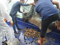 Deniz salyangozu ihracatından 3 milyon dolar gelir elde edildi