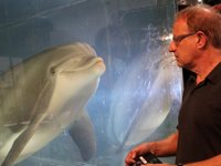 Robotlar, havuz ve akvaryumlarda yunusları özgürleştirecek