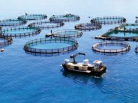 Çevre ve Şehircilik Bakanlığı, balık çiftliği yapımına yasak getirdi