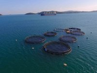 Balık çiftliklerinin deniz kıyılarından uzaklığı yönetmelikle belirlendi