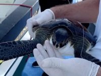 Pet şişesine dolanmış deniz kaplumbağası kurtarıldı