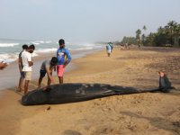 Sri Lanka’da kıyıya vuran 120 balina kurtarıldı