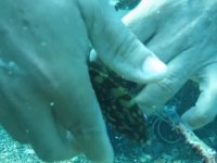 Deniz dibinde takıldığı oltada ölümü bekleyen orfoz yavrusu kurtarıldı