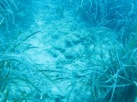 Akdeniz'in Amazon ormanları Posidonia'ya çapa ve zincirler zarar veriyor