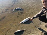 Silivri'de yüzlerce ölü balık kıyıya vurdu