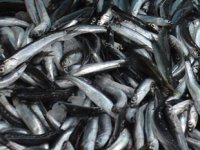 Havaların soğuması ile hamsi bolluğu yaşanıyor