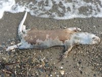 Edremit'te su samuru ölüsü karaya vurdu