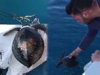 Denizdeki çöplere dolanan yeşil yavru deniz kaplumbağasını balıkçılar kurtardı