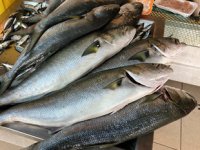 Denizlerde kofana balığı bereketi yaşanıyor