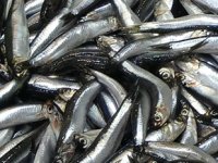 Çanakkale’de tezgahlarda hamsi bolluğu yaşanıyor