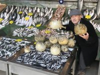 Bir balon balığı binlerce yumurta yapıyor