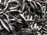 Hamsi bolluğu balıkçıların yüzünü güldürüyor