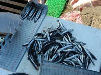 Rize’de 21 ton hamsiye el konuldu