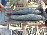 Van’da su ürünleri denetimleri artırıldı