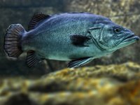 81 yaşına kadar yaşayan balık keşfedildi