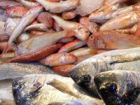 Son 16 yılda su ürünleri sektörüne 1 milyar 350 lira destek sağlandı