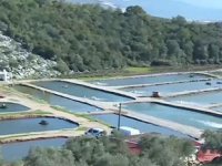 Tarladan pamuk değil, levrek hasat ediyorlar