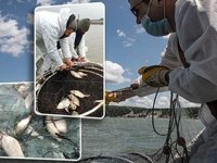 Terkos Gölü'nde yasadışı balıkçılık denetiminde 2 ton balık yakalandı