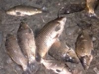 Adana’da oksijensiz kalan balıklar telef oldu