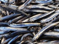 Olumsuz hava koşulları balık fiyatlarını yükseltti