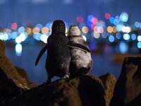 2020 Ocean Fotoğraf Ödülleri'ni kazananlar belli oldu