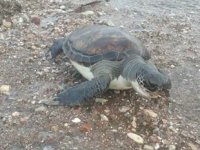 Datça’da sahilde yeşil kaplumbağa ölüsü bulundu