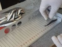 Zonguldak’ta tekne sahibi ve 4 personele ceza kesildi