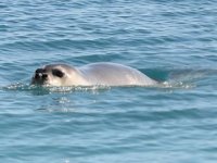 Foça’da foklar yeniden görülmeye başlandı