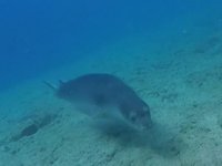 Akdeniz foklarına özel üreme platformu yapıldı