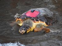 Koronavirüs sessizliği caretta carettalara yaradı