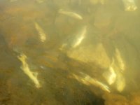 Suya elektrik verildi, çok sayıda balık telef oldu