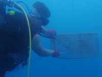 Denizde kafes ile balık avlarken yakalandılar