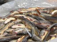 Murat Nehri’nde balık bolluğu yaşanıyor