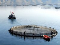 Fırat Nehri'nde Mersin balığı yetiştirilecek