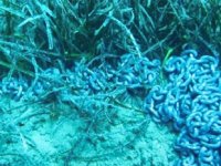 Tekne çapaları, 'deniz çayırları'nı tehdit ediyor