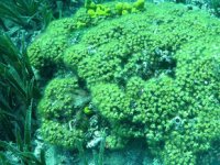 Cladocora caespitosa, bilinçsiz avlanmayla yok oluyor