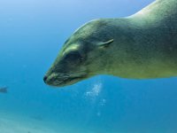 Deniz aslanına tüberküloz teşhisi konuldu