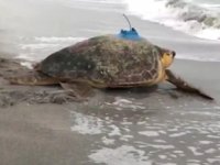 ABD'de tedavisi tamamlanan deniz kaplumbağasına uydu alıcı takıldı