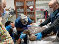 Deniz Kaplumbağalarının rutin bakımları titizlikle yapılıyor