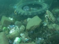 Su altı kirliliği balıkların üremesini olumsuz etkiliyor