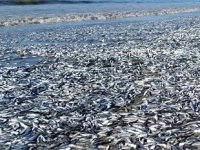 Şili'de on binlerce balık kıyıya vurdu