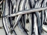 Zargana balığı, tezgahtaki yerini aldı