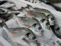 Muğla'dan 78 ülkeye balık ihraç edildi