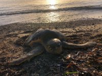 Datça’da deniz kaplumbağası ölü olarak bulundu