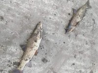 Irmakta yaşanan toplu balık ölümleri tedirgin etti