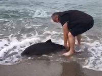 Kıyıya vuran yunusu hayata döndürdü