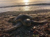 Öldüğü sanılan deniz kaplumbağasının yaşadığı ortaya çıktı