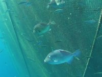 Egeli bilim insanları balık çiftliklerinin tuhaf misafirlerini araştırdı