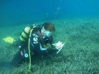Hayalet ağlardan deniz çayırlarını kurtarabilmek için seferber oldular